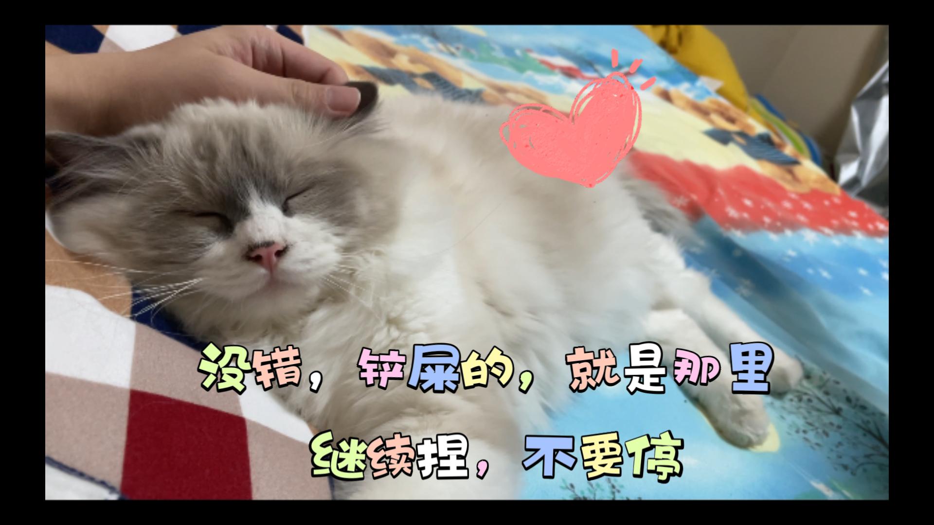 关于我家布偶猫可乐的养成日记
